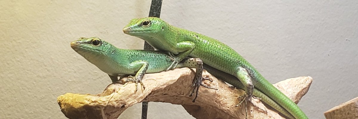 CBloodedFelines's tweet photo. Welcome! This Page is dedicated to two #cats, two #EmeraldTreeSkinks, and a #snake! Please Follow and Like😻 https://t.co/0OrccqTl8g