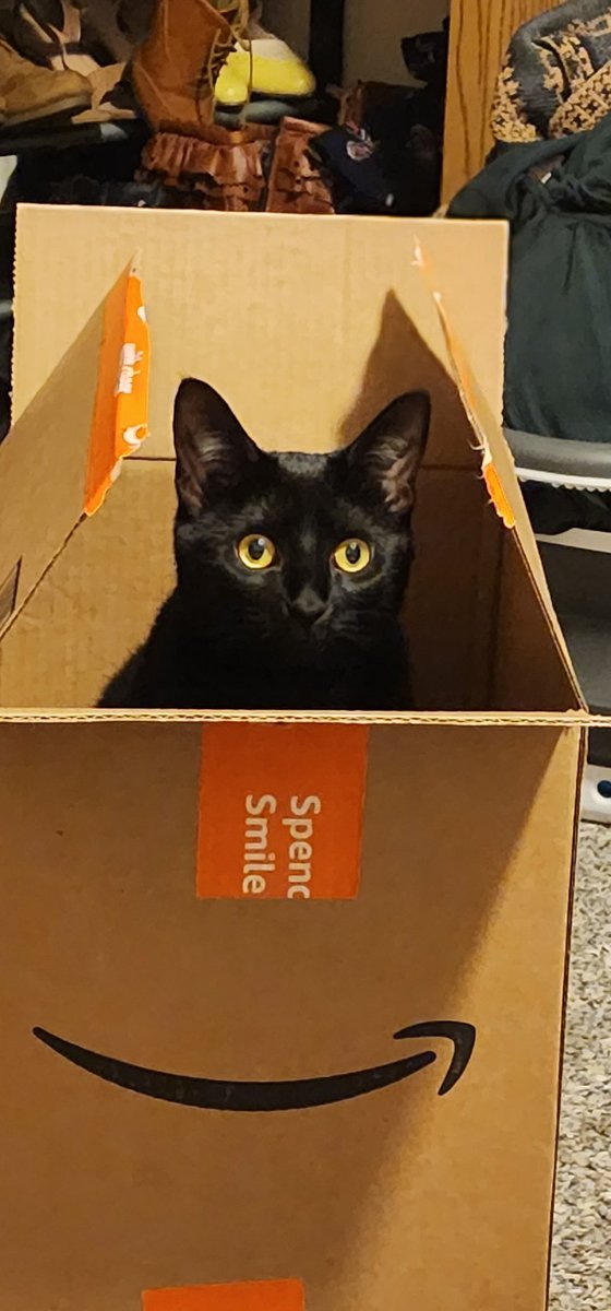 CBloodedFelines's tweet photo. Welcome! This Page is dedicated to two #cats, two #EmeraldTreeSkinks, and a #snake! Please Follow and Like😻 https://t.co/0OrccqTl8g