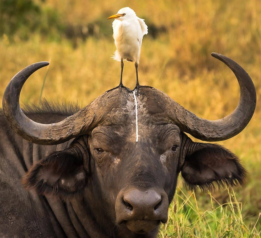 mathengematimu's tweet photo. Birding in @KwsMeru is a pure #NatureThrill. 427 #bird species have been recorded in the park. Looking forward for a #Lifer as we #Twitch and  stride the #Equator in search of usual culprits, big 5, special 5...
#CompleteWilderness
#ZuruMeruPark
#BirdWatching
#Birding
#IBAs https://t.co/9va9FKGHUw