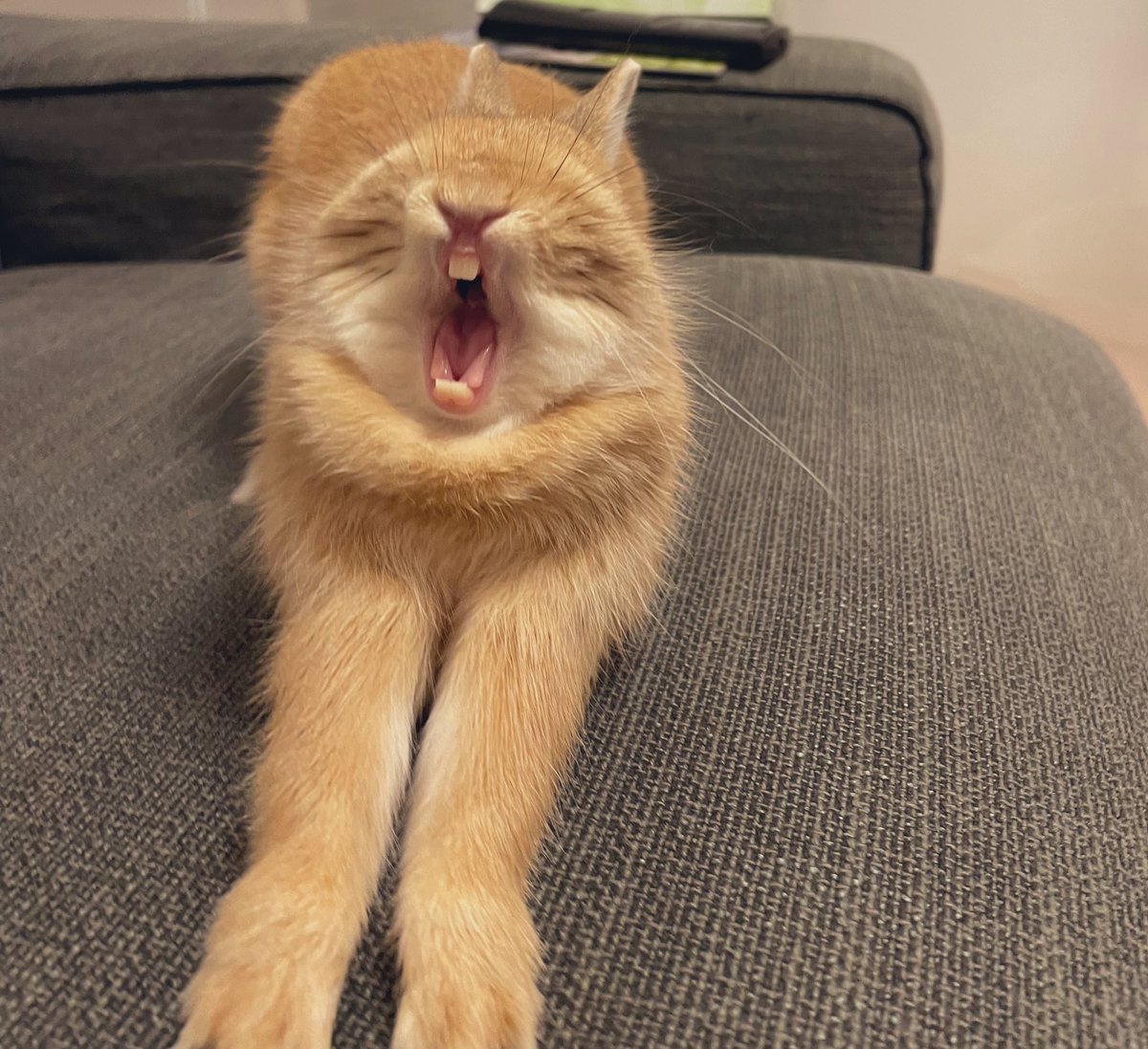 Mona112rabbit's tweet photo. 大きなあくびが撮れました😆
ひやぁぁぁ〜〜眠いﾃﾞﾁ〜〜🌙𓈒𓂂𓏸💤
おやすみﾃﾞﾁ( ᐢ_  ̫ _ᐢ )♡

 #うさぎ好き #うさぎのいる暮らし  #うさぎ好きさんと繋がりたい  #うさぎのいる生活  #ネザーランドドワーフ  #もなちゃん https://t.co/AWBSty78ld