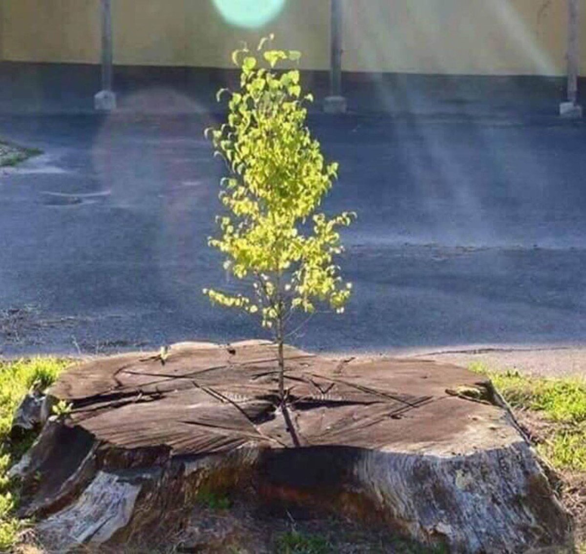 RincnCuriosoo's tweet image. Siempre es posible volver a empezar.