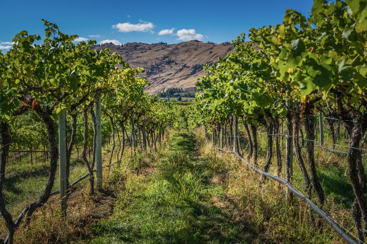 Our Estate vineyards include Dekleva and Combret, both situated side by side on Golden Mile Bench. Home to our Chardonnay vines planted in the late 90's, these two sites were the genesis of CheckMate, providing the fervor for the creation of the winery.
bit.ly/2Ee9t50
