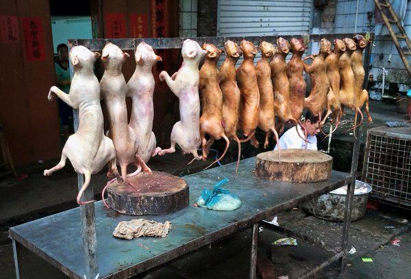 Occupy UN 4 Animals tweet media