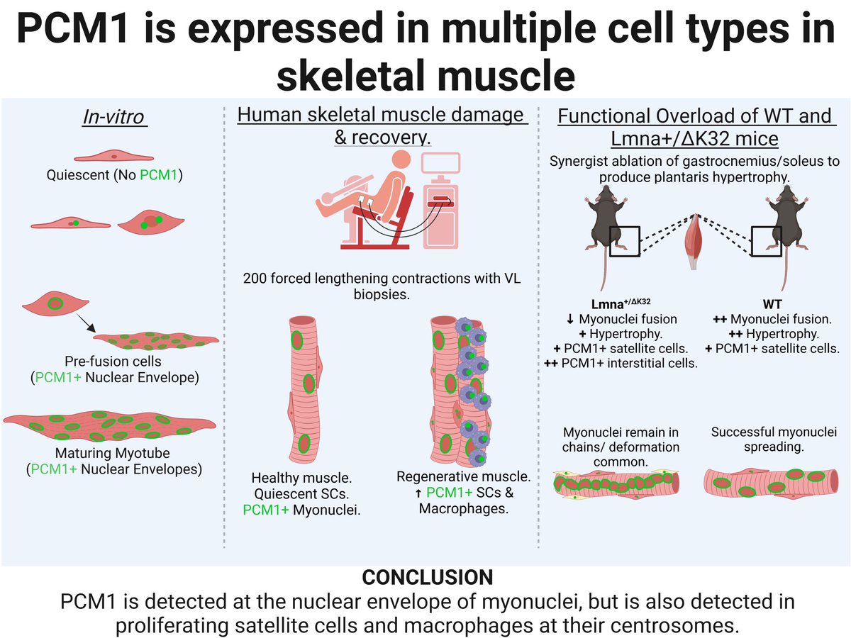 @AJPCellPhys, ‘PCM1 labelling reveals myonuclear and nuclear dynamics in skeletal muscle across species’ @dan_owie @CEStewartPhD @CoiraultC @AbigailMackey1 & JC Jarvis @LJMUSportSci @UFPostdocs @ISMCopenhagen @researchmyology journals.physiology.org/doi/abs/10.115…