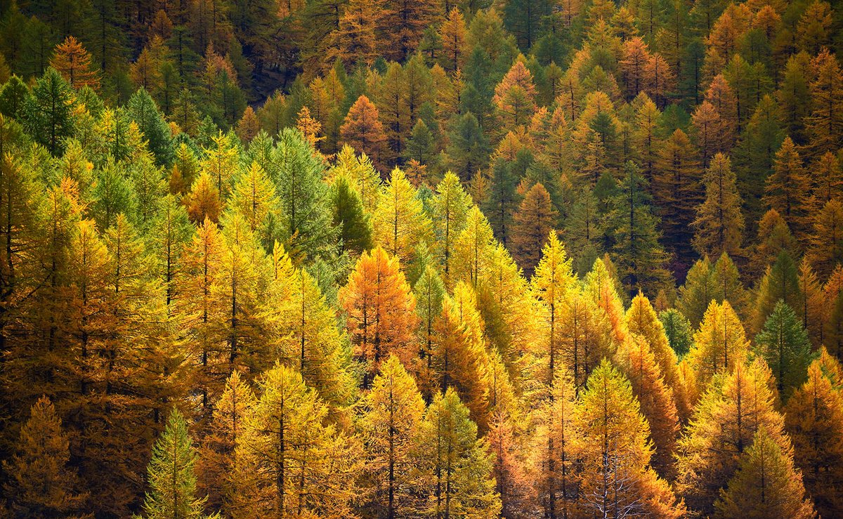 PNGranParadiso's tweet photo. In occasione della Giornata nazionale degli #alberi, ricordiamo l’importanza delle aree boschive per la #fauna e per l’#ecologia, senza trascurare il loro ruolo di difesa contro i pericoli del #dissesto idrogeologico (foto di Marco Barone) 🌲🌳 https://t.co/1FGkzB2YGK
