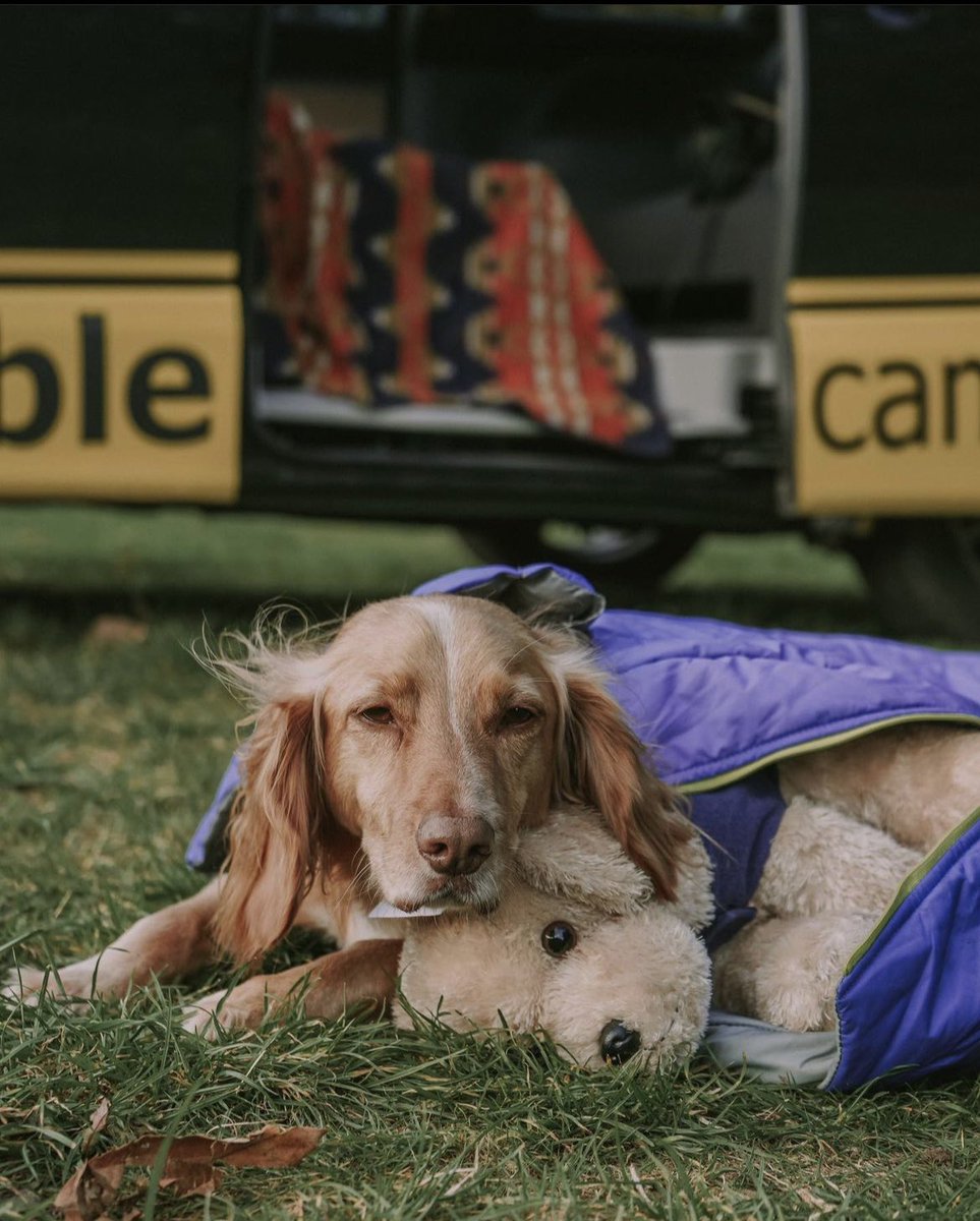 Monday mood: do not disturb until at least Tuesday 😴🐶 #mondays