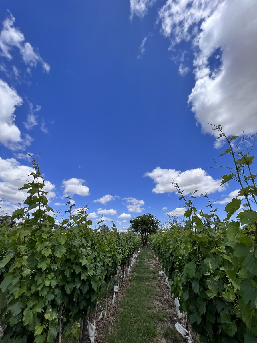 Alejandro Vigil tweet media