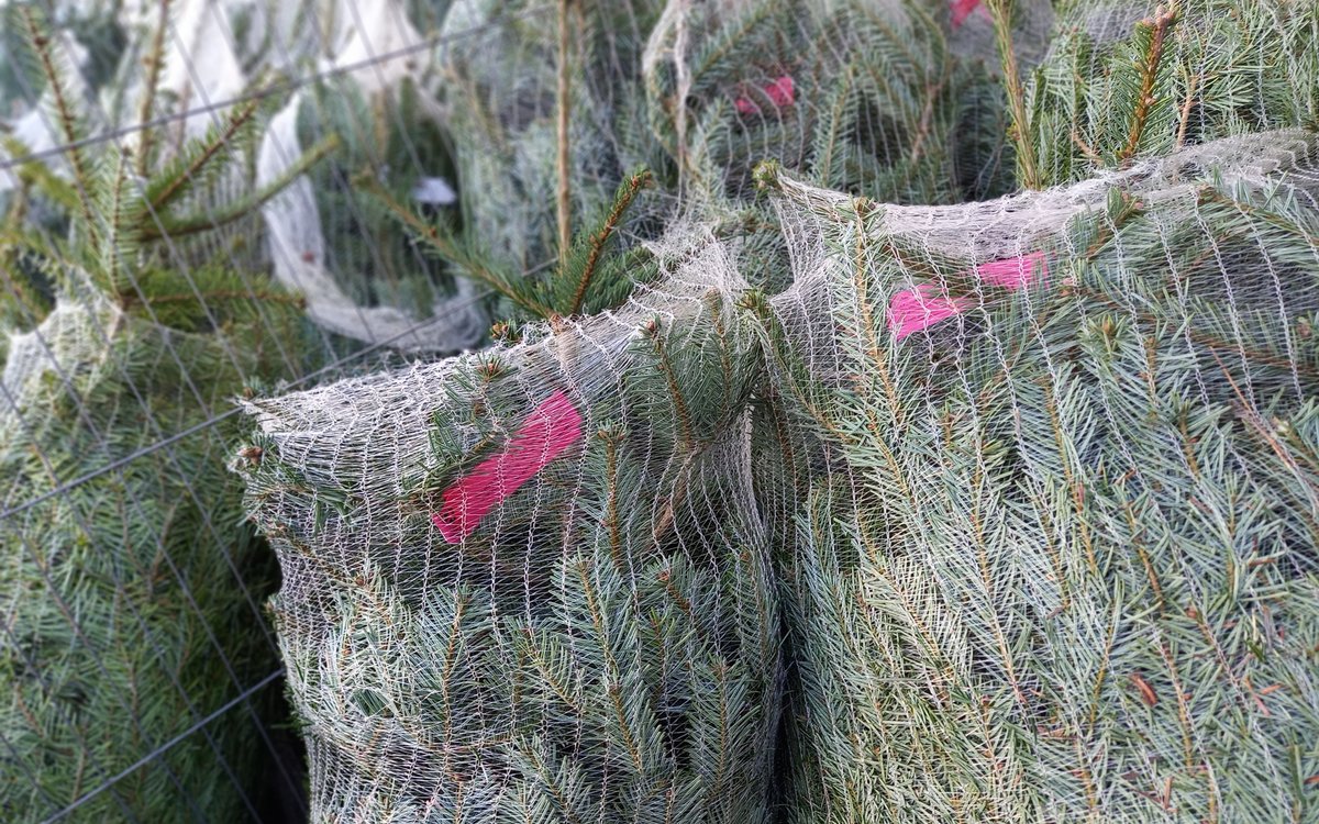 Occombe_Farm's tweet image. Christmas Trees in-farm and on sale now! Beautiful Nordmann Firs from Dartmoor Christmas Trees. The traditional and natural choice. Potted or cut. Various sizes 3ft - 7ft. Prices from £18.95. Grab one today! 

#ocombefarm #shoplocal #christmasiscoming🎄