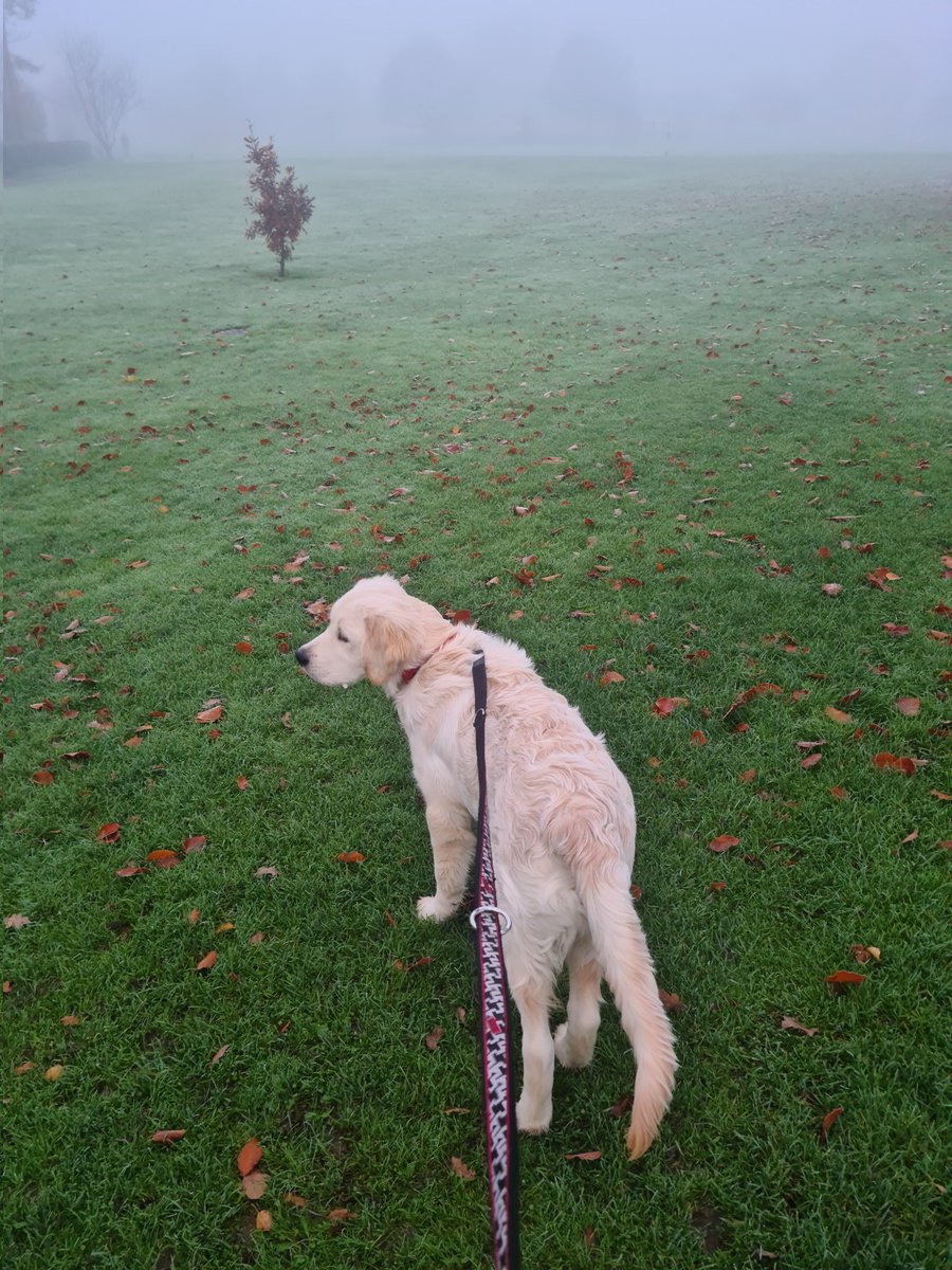 RoscoRetriever's tweet photo. Oooh what is this slippy stuff? I fell over! Human said it was frost?!? My 4 paw drive didn't kick in 😪🐾🐾 #4pawdrive #frosty #winterpuppy #goldenretriever https://t.co/AeAvGcSTei