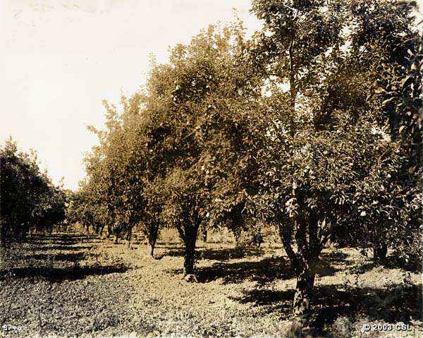 Cal_Pear's tweet photo. #CApear history: By 1849, Bartlett pear trees had arrived in California, brought West by prospectors eager to strike it rich in the Gold Rush. Those who planted and farmed pears found their true fortunes in this golden fruit. Learn more here: https://t.co/vuxzS9cT7E https://t.co/JFeTsJ5c3f