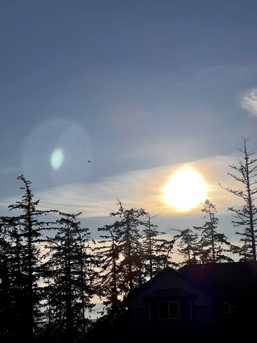 Momma_Talks's tweet photo. Gomez the Raven has become a regular critter visitor,even if my crows try to keep him away
He’s been doing low fly overs right above my head, maybe 25ft 🤩 I swear when he lands I may try to hug Gomez 😂😂
#PNW #BirdsOfTwitter #wildlifephotography #sinplelife #findyourjoy https://t.co/JIF4ykVl2R