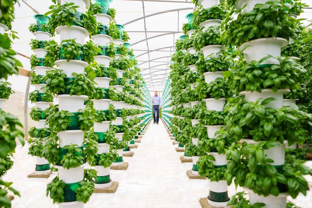 HydroMicroFarms's tweet photo. Edinburgh based start-up is going to fastback indoor ‘vertical farms’ across the UK.
The company says that its #verticalfarms will grow up to five times as many greens as traditional ones. #Hydroponics #food #vegetables https://t.co/pER65ZJAZE https://t.co/YRxNRzSxXC