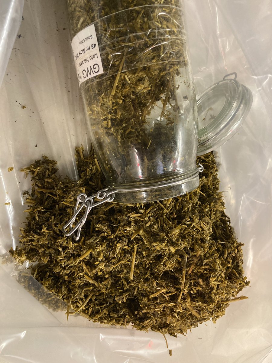 Assessing DM and protein losses in lucerne silage. Opening jars today to evaluate chop length, wilting time and maturity