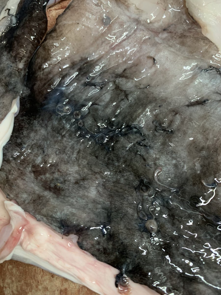 Anisakis en las alas de un rape. Esto lo desechamos automáticamente y vigilamos que en las zonas próximas no queden individuos. Aún así es importante cocinarlo bien para evitar problemas.