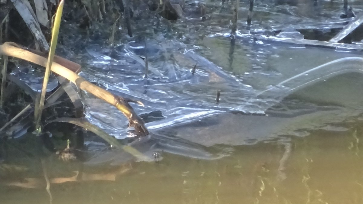 Pietsje Hannema Greidanus tweet media