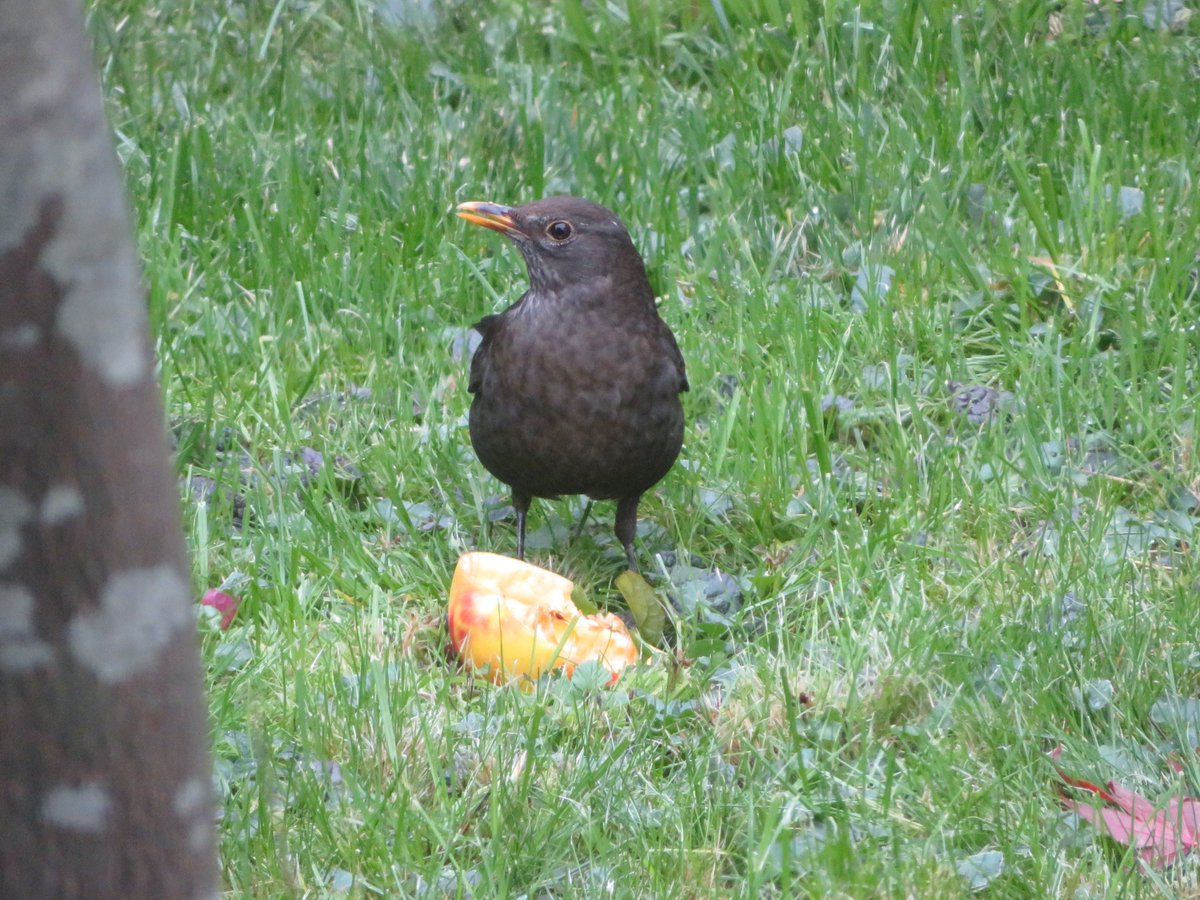 Jardinaturenet's tweet photo. La merlette et sa pomme ! #Merlette #Oiseau #Jardin https://t.co/fDG6gWfjs3