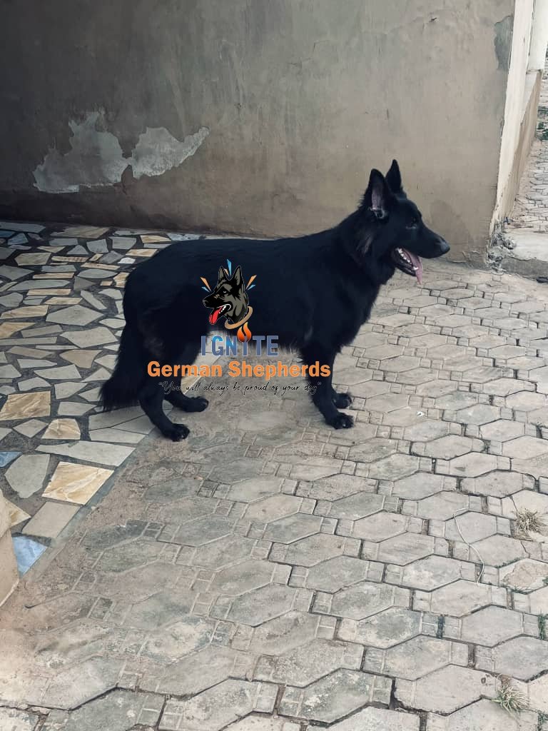 ignite_GSD's tweet photo. This superb Male long haired German Shepherd bred from attached parents is available for booking.

Age: 5 weeks
Vaccination: 1 shot given.
Price: 500k
Location: Ibadan.

Kindly send in a DM if interested. https://t.co/CHk1Q60oqB