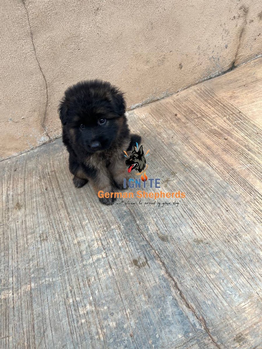 ignite_GSD's tweet photo. This superb Male long haired German Shepherd bred from attached parents is available for booking.

Age: 5 weeks
Vaccination: 1 shot given.
Price: 500k
Location: Ibadan.

Kindly send in a DM if interested. https://t.co/CHk1Q60oqB