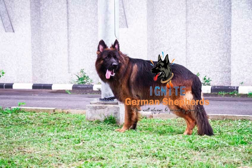 ignite_GSD's tweet photo. This superb Male long haired German Shepherd bred from attached parents is available for booking.

Age: 5 weeks
Vaccination: 1 shot given.
Price: 500k
Location: Ibadan.

Kindly send in a DM if interested. https://t.co/CHk1Q60oqB