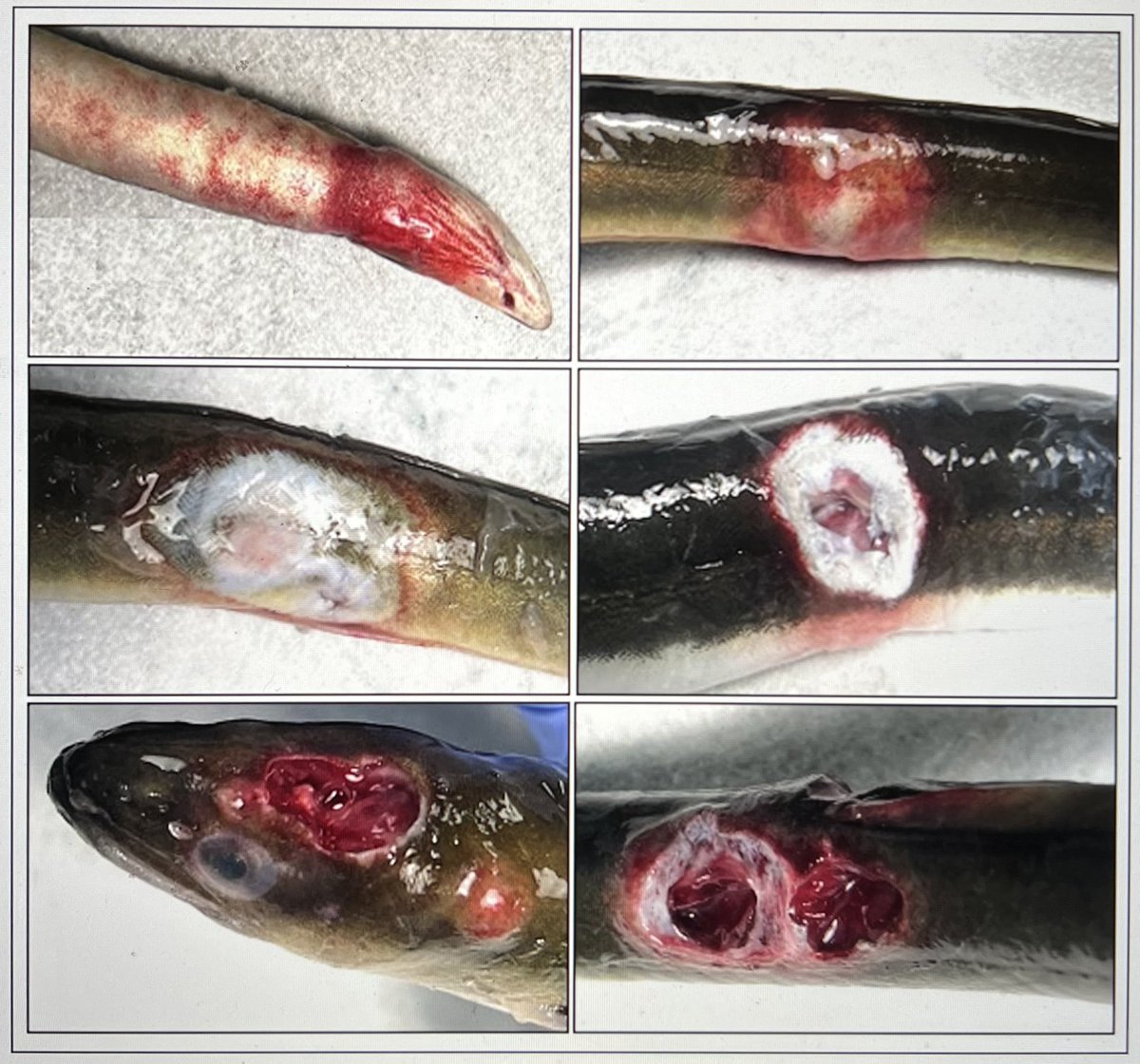Putting together this beautiful plate on lesions in #eels ! ;D  #fishhealth #aquaticanimalhealth #eeltwitter