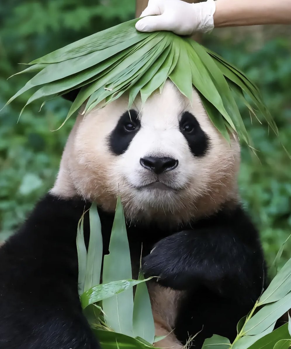 ipandachubby's tweet photo. Beautiful hat.🐼🐼🐼 https://t.co/Ag6nARtap7