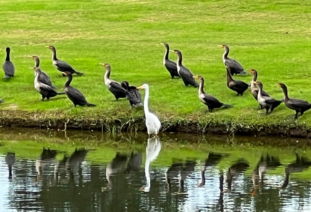 BerkeleyHall_SC's tweet photo. Contemplating a wade in the waters!  {thanks to John Forlines for sharing this Learning Center lagoon gathering!} #nature #BerkeleyExperience https://t.co/VJxBBoSZdM