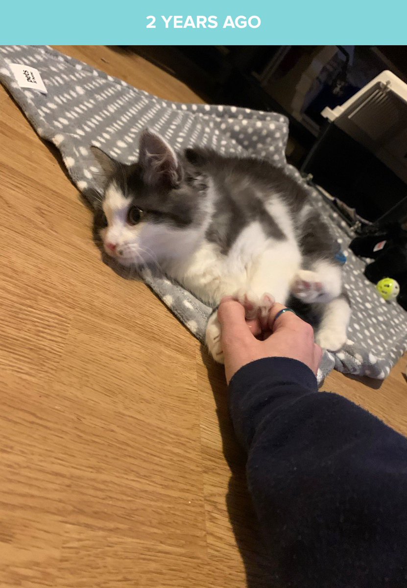 codexcompliant's tweet photo. Happy two years of putting up with me! #warhammer #warmongers #cat #archie #archaon #paininthebum #thehobbyroom https://t.co/6l6DeVNIoQ