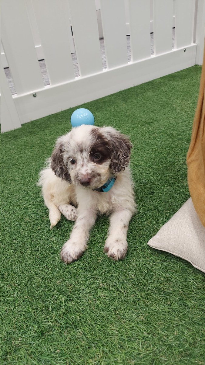 abbijeanr's tweet photo. Today was officially the best day in the office ever🐶💕
#LBBPups https://t.co/ynQ5IX19cX