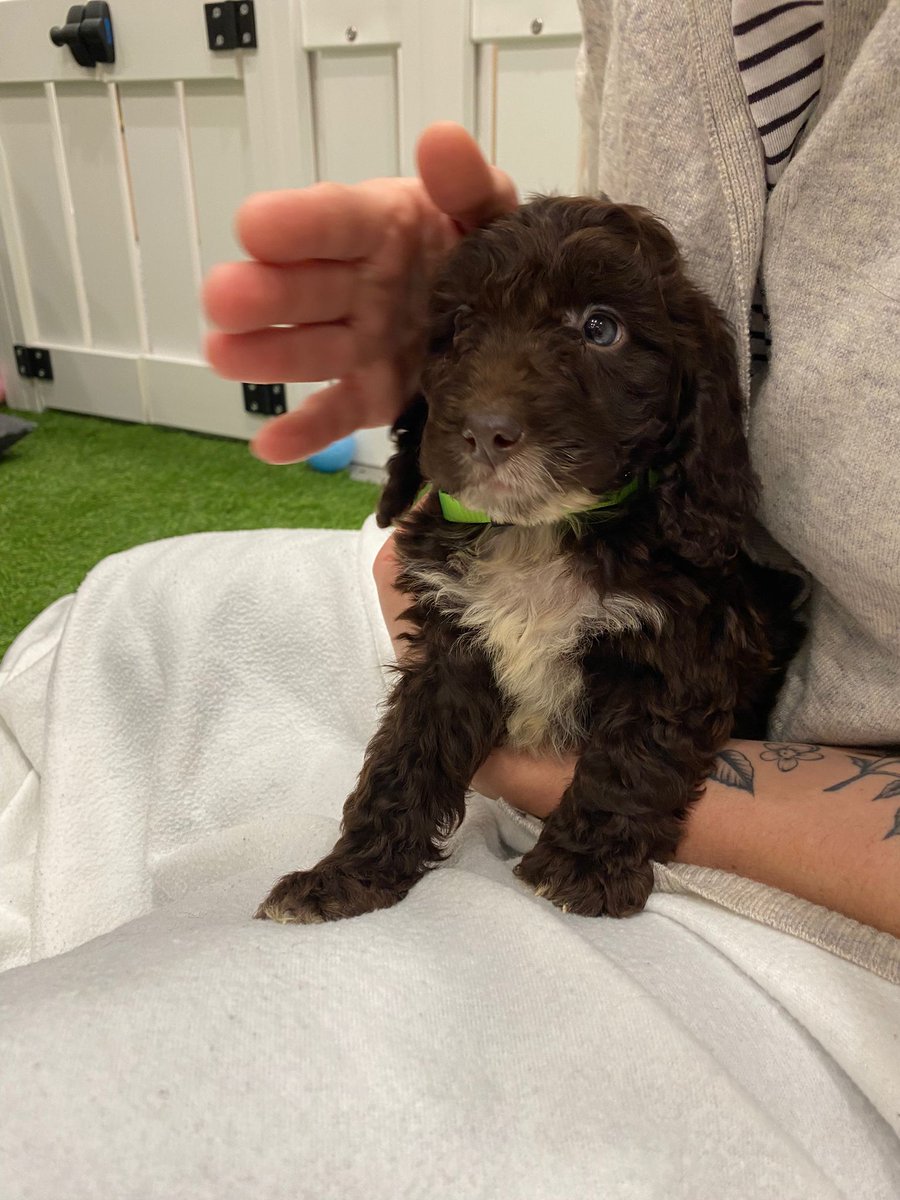 abbijeanr's tweet photo. Today was officially the best day in the office ever🐶💕
#LBBPups https://t.co/ynQ5IX19cX