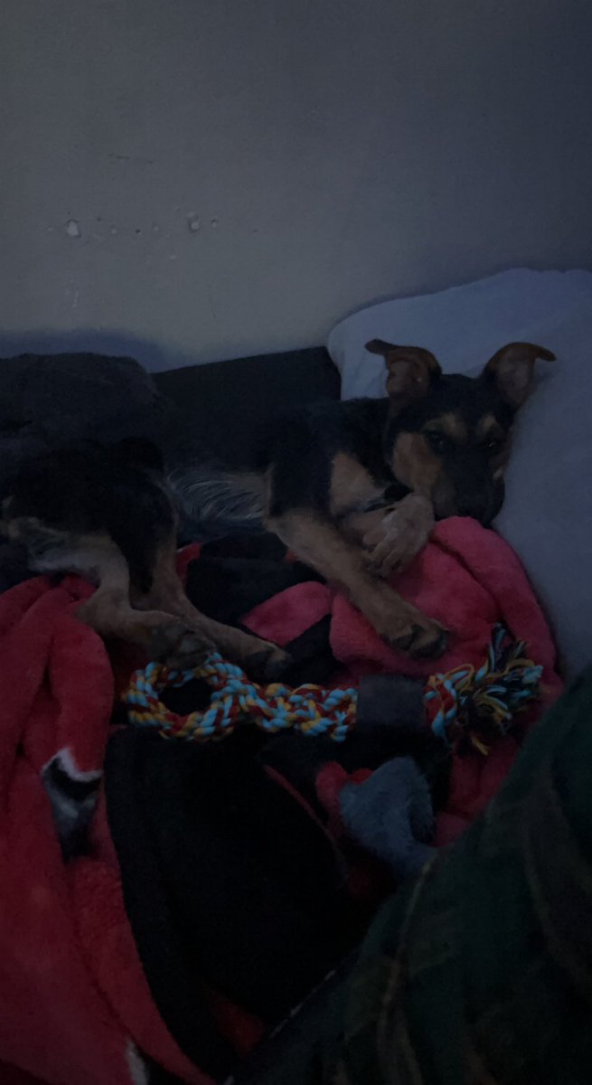 SlocumGage's tweet photo. Raising a puppy is hard. 

Love you Riley even though you bit the back of my arm.. ❤️💀 https://t.co/9vEq9grqBA