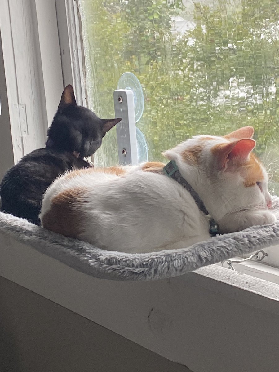 heygabert's tweet photo. @DannyVegito after a frustrating day, I came home like 😡, and then saw them and immediately smiled https://t.co/Q5GofMRk4d