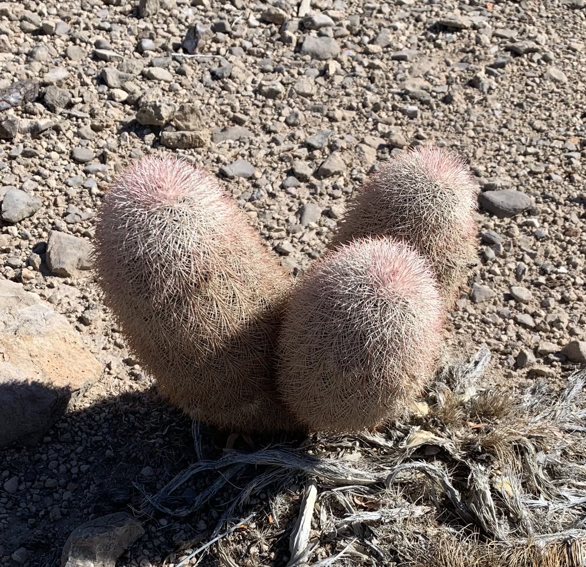I'm in charge of marketing today. The first person to correctly guess the number of thorns on this attractive desert cactus wins a free hat. Exponentials are allowed. 😎