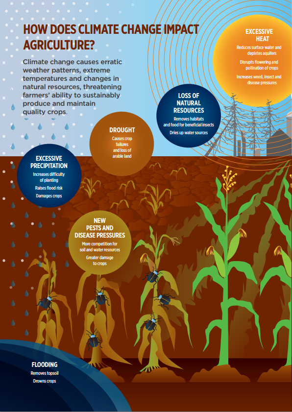 climate_melting's tweet photo. climate change is affecting global food production and is predicted to increasingly affect future food security through rising temperatures, changes in rainfall patterns, ocean acidification and frequent extreme weather events such as heat waves. #ClimateCrisis #ClimateAction https://t.co/YWzGvuWzBw