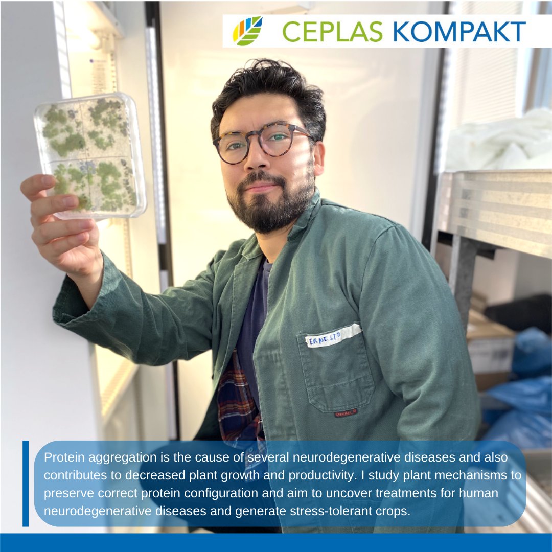 CEPLAS (@ceplas_1) on Twitter photo In a new issue of #CEPLASKompakt CEPLAS Postdoc Ernesto Llamas <a href="/neto_flames/">Ernesto Llamas</a> from <a href="/UniCologne/">Universität zu Köln</a> gives us some insights into his work on protein aggregation. #PlantSci #scicomm <a href="/CECAD_/">CECAD Cologne</a> In a new issue of #CEPLASKompakt CEPLAS Postdoc Ernesto Llamas <a href="/neto_flames/">Ernesto Llamas</a> from <a href="/UniCologne/">Universität zu Köln</a> gives us some insights into his work on protein aggregation. #PlantSci #scicomm <a href="/CECAD_/">CECAD Cologne</a>