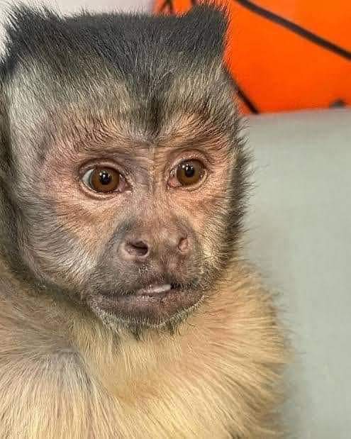 Yo viendo como mi novia me pregunta que cuando juega Real Madrid en el mundial: