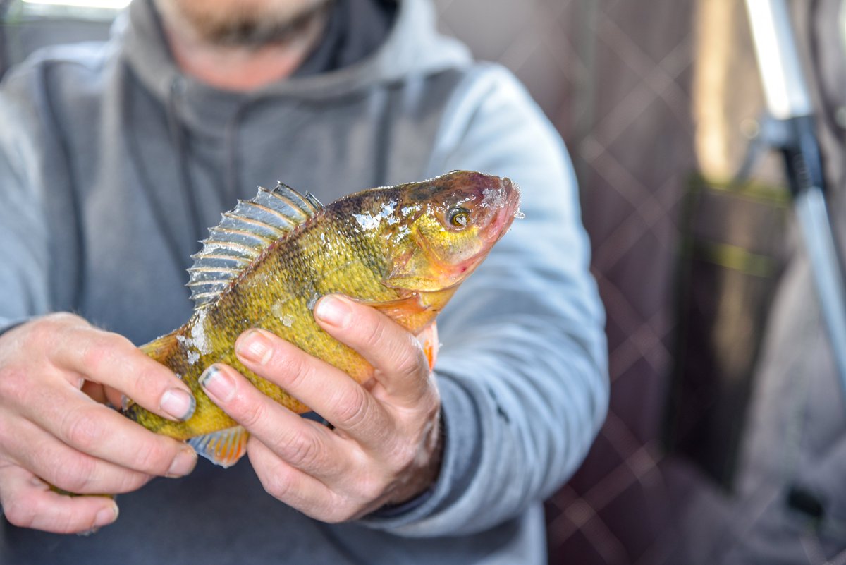 Soon.... Very Soon. 

Some smaller lakes have over 3" most larger water bodies have some inconsistent ice, but making more every day!