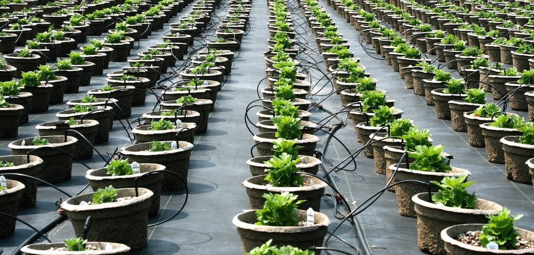 HydroMicroFarms's tweet photo. Hydroponics and Urban Underground Farming Solution -
#Hydroponics technology uses porous material in place of soil and low-energy LEDs instead of natural light. Plants can even sit in nutrient-rich waterbeds where the water is captured and #recycled. 
https://t.co/a18aFIhifi https://t.co/lOStdVXAkN