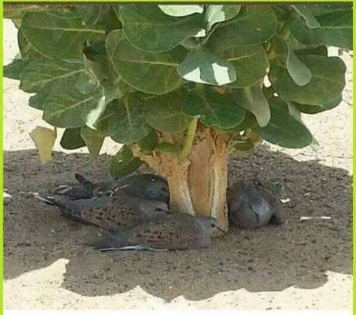 Booc-booc koley tahay
Dhirtu waa badbaadada
    Biyo waaga jiilaal
    Nooluhu u baahdee
Bir miyey u qalantaa?🪓