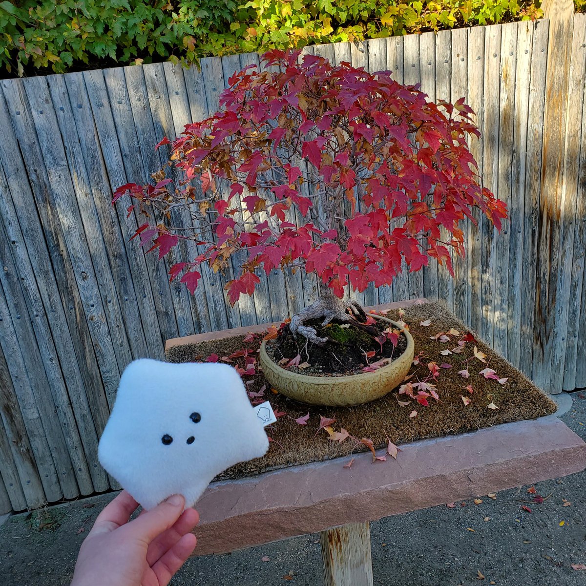 sucklet7's tweet photo. sucklet sized trees. π³.
#sucklet. #treelet. https://t.co/ShDYvTpl5O