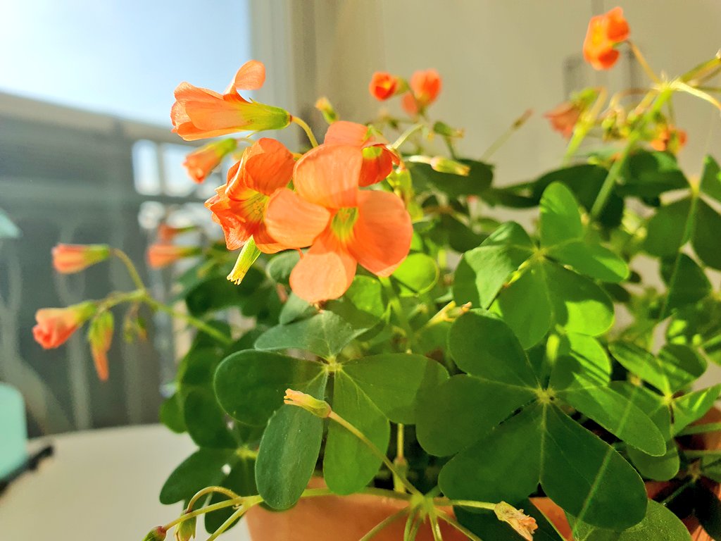 사랑초 스테노린차❤️ 
해가 오래 들어야 꽃이 열리는구나 
울집 베란다에선 꽃피우기 어렵네잉~