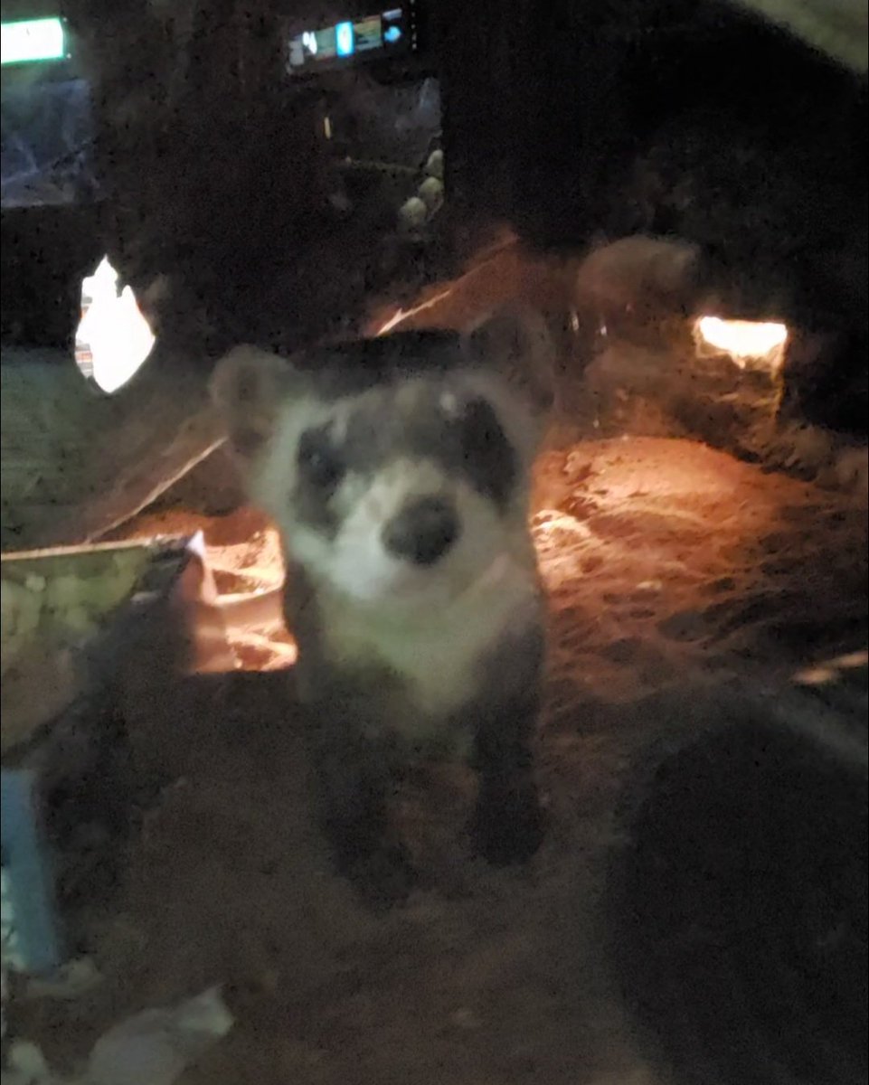 onedaywithNan's tweet photo. Happy to be working in the nice warm Americas pavilion @TheTorontoZoo!

#goldenliontamarin #blackfootedferret #loggerheadshrike  #riverotter #WhyZoosMatter #fightingextinction #savingspecies #onedayishere #Toronto #Canada #torontozoo #volunteer https://t.co/2GnHeOmcyv