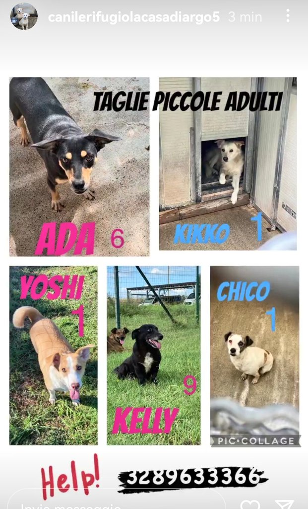 Questi piccoletti stanno cercando una #famiglia. Aiutiamoli! 🆘3289633366 🆘 #Calabria #Cani #Cosenza #AdoptDontShop #SosCani #adottanoncomprare #adottauncanedalcanile #adozionecani #canicercacasa #adozionidelcuore #adottami