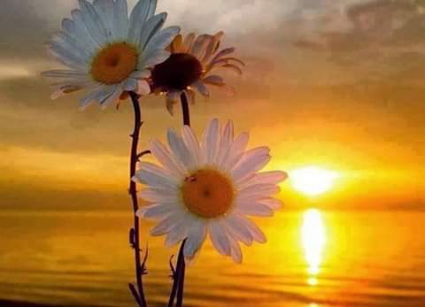 Saeeda Anwer tweet media