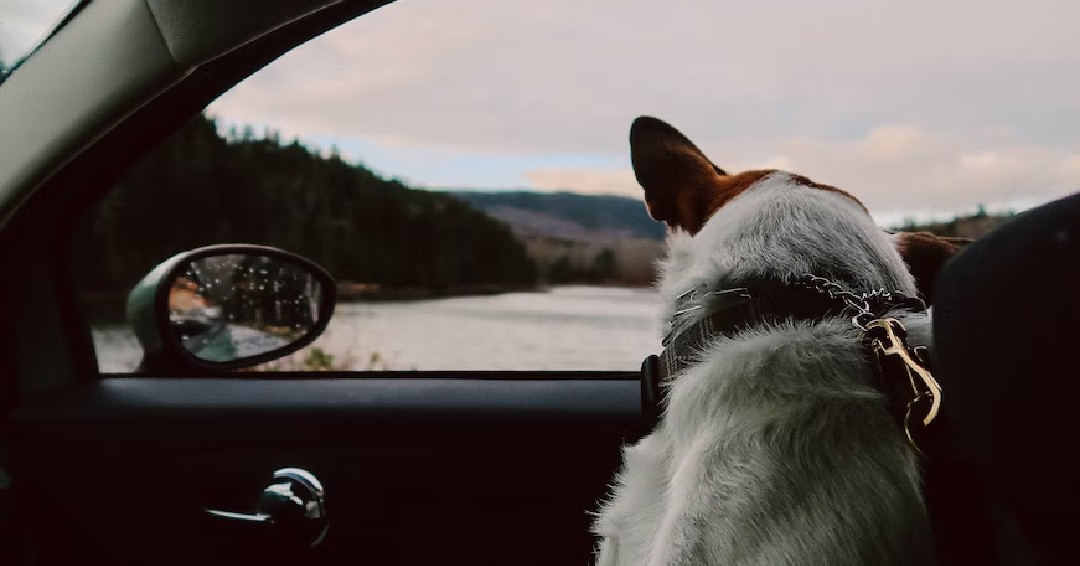 Tweet by Purdue Veterinary Medicine