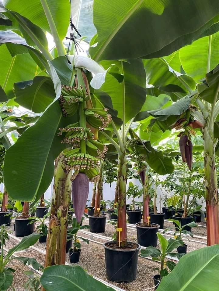 WorldlyHQ's tweet photo. Do you want to learn how to grow bananas in hydroponics? If yes, like and retweet. https://t.co/W8rKhFJUca