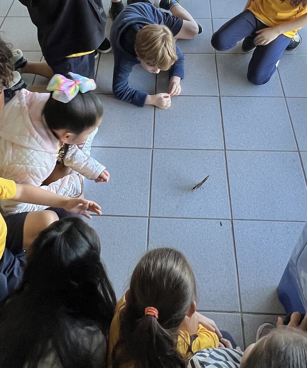ELobsenz's tweet photo. No better way to learn about living things and their life cycles then to experience it! What excitement today seeing the butterfly out of its chrysalis all thanks to students taking action! #studentagency #experientiallearning https://t.co/nt62ntlwIG