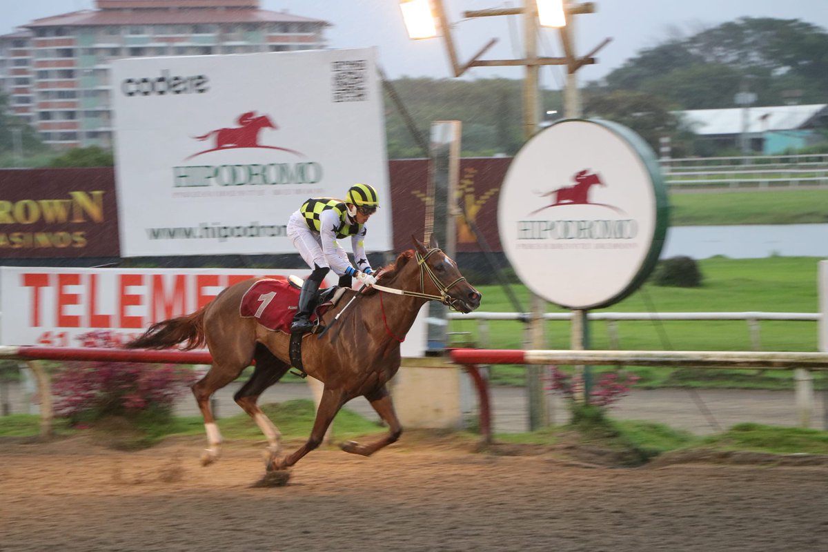 Haras Cerro Punta tweet media
