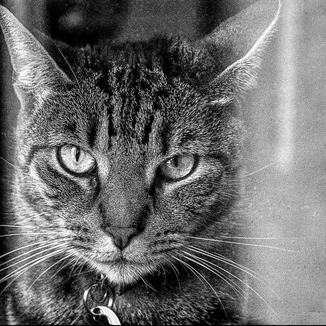 The Hyperrealist tweet media