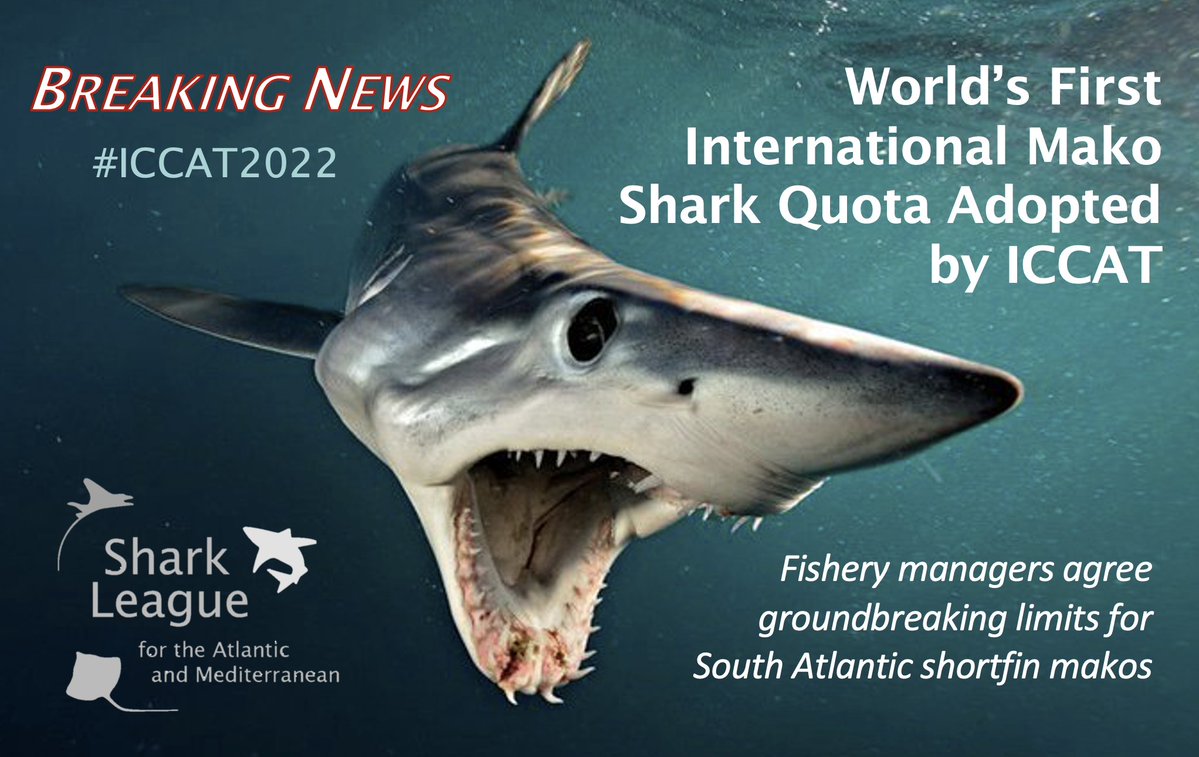 📣 Breaking news! #ICCAT agrees world’s 1st int'l quota for shortfin mako🦈s. South Atlantic limit covers landings + discard mortality w/in level advised by scientists. Party allocations are calculated to cut landings by 40-60%. #SharkLeague press release: sharkleague.org/2022/11/21/fir…