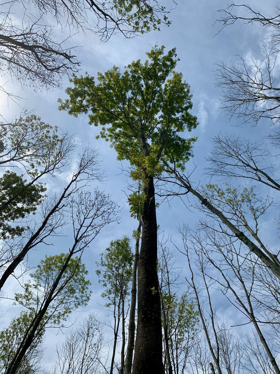 Ryan Bohannon (@ryanboforest) on Twitter photo New publication from <a href="/NCForestHealth/">NC State Forest Health</a>! We characterize the seasonal timing of the emerald ash borer life cycle in the southern portion of its invasive range and discuss how this can inform biological control efforts to manage this forest pest.
academic.oup.com/ee/advance-art… New publication from <a href="/NCForestHealth/">NC State Forest Health</a>! We characterize the seasonal timing of the emerald ash borer life cycle in the southern portion of its invasive range and discuss how this can inform biological control efforts to manage this forest pest.
academic.oup.com/ee/advance-art…